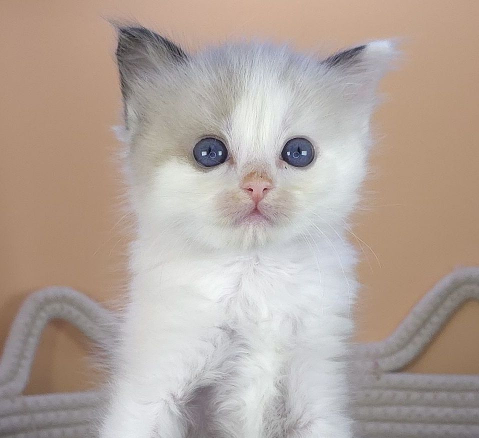 images/AvailableKittens/Annabelle website.jpg